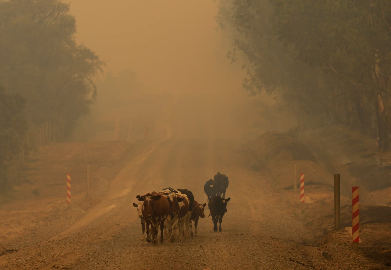 "Estoy tragando humo de animales" Advierten el riesgo sanitario por