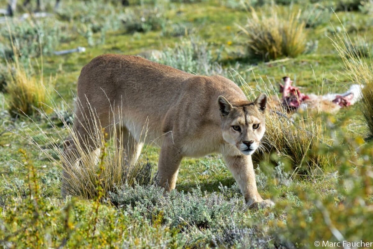 Captura de Puma