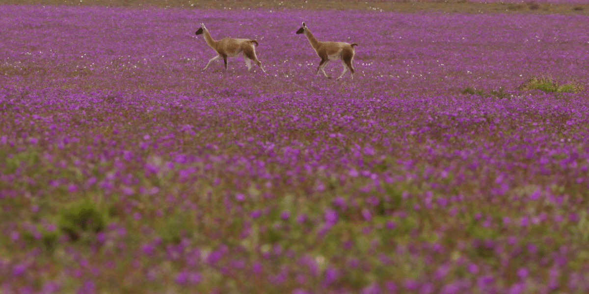 Desierto Florido