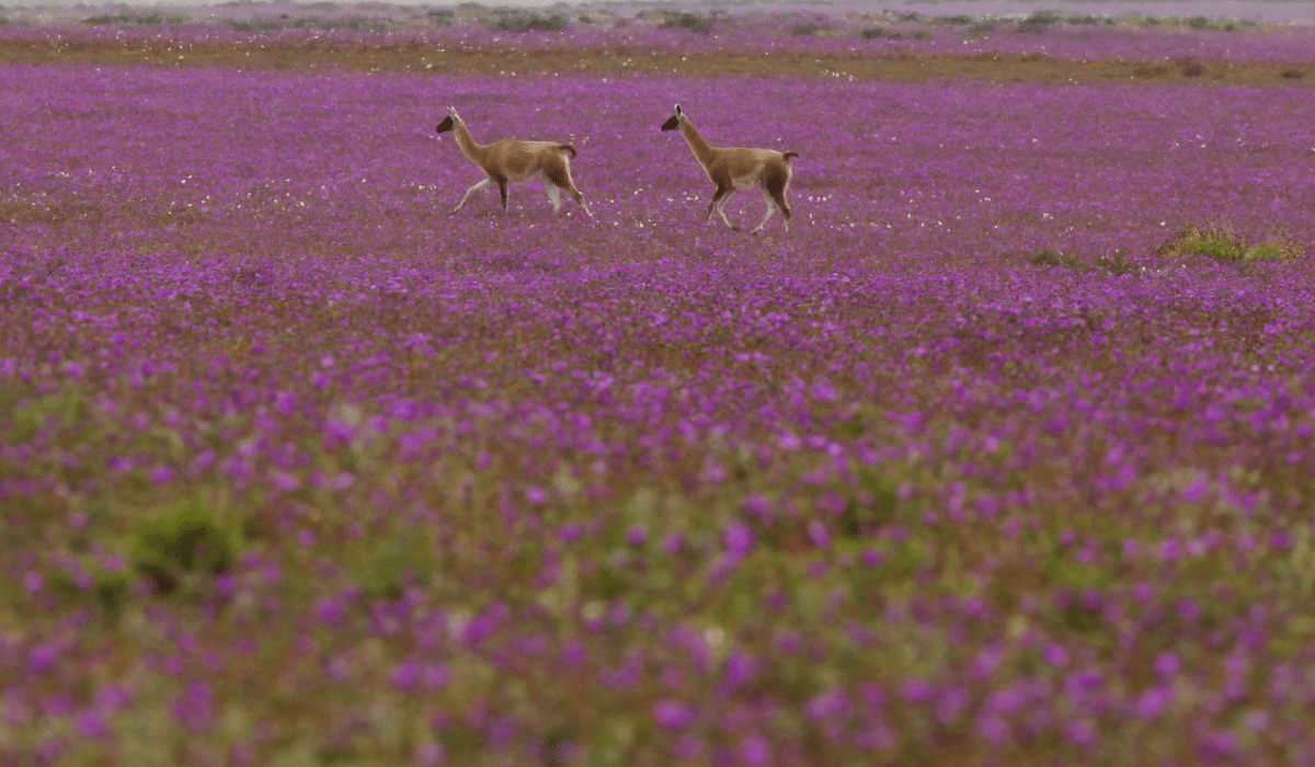 Desierto Florido