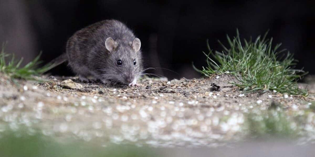 Hantavirus