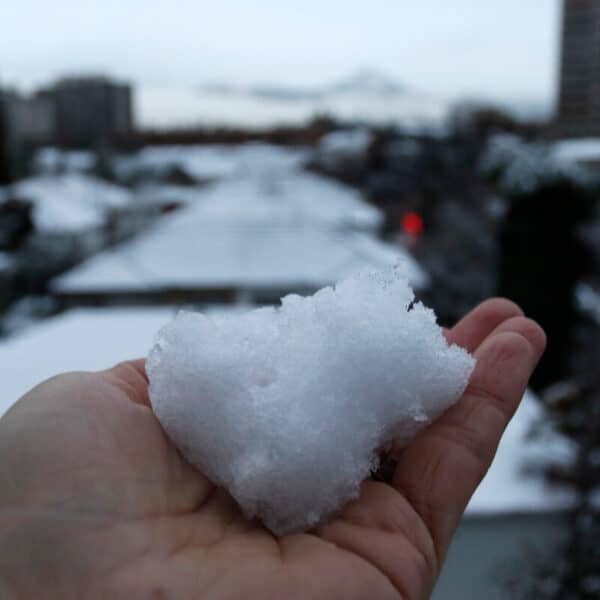 nevadas