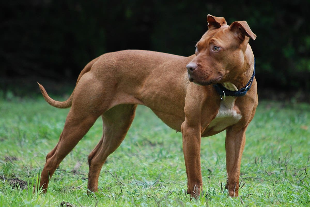 Pitbull mordió gravemente a un bebé