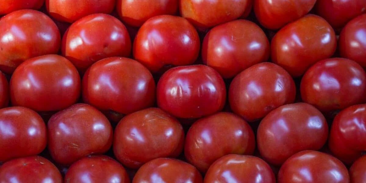 El tomate ha resaltado por sus antioxidantes