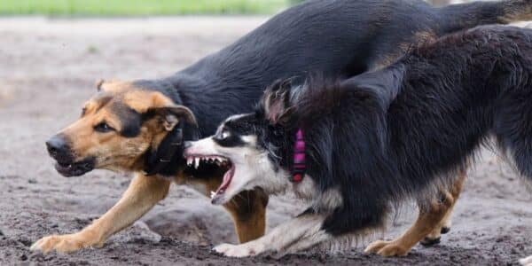 perros acabaron con la vida de adulto mayor