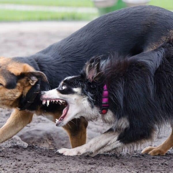 perros acabaron con la vida de adulto mayor