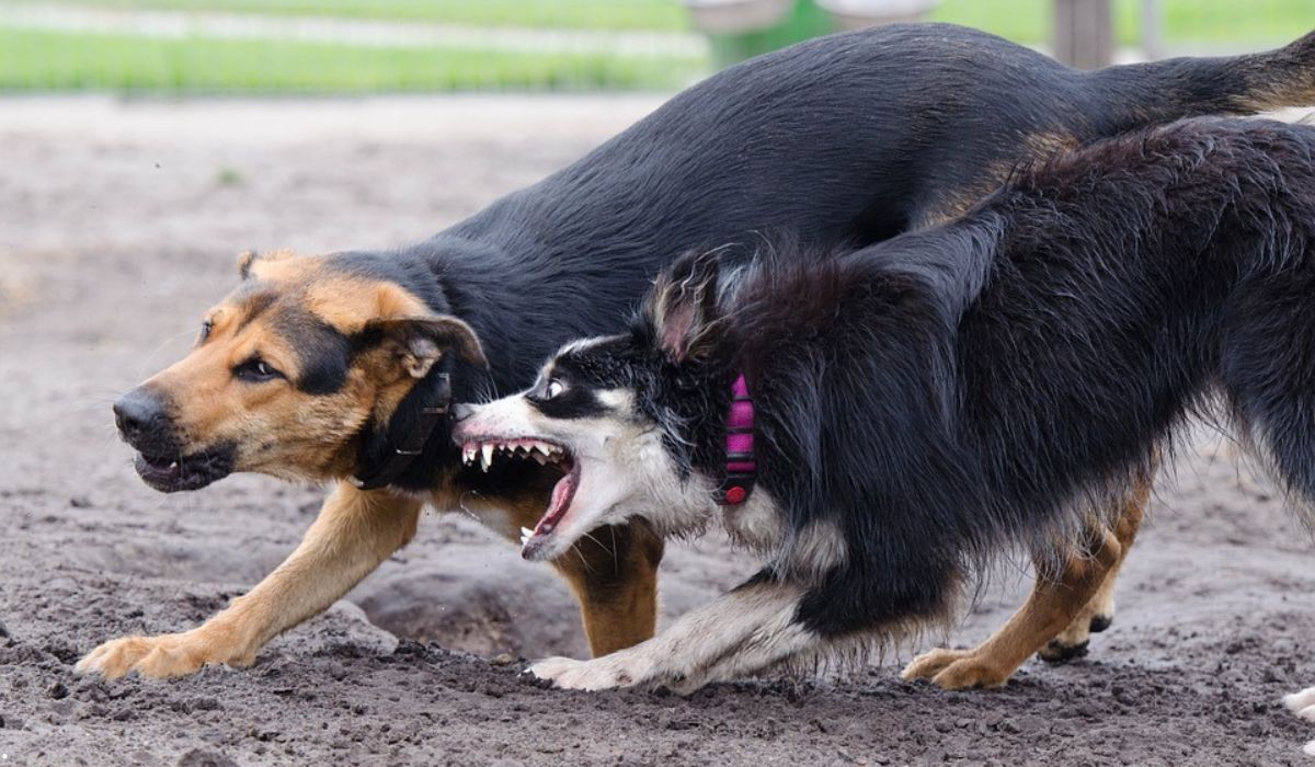 perros acabaron con la vida de adulto mayor